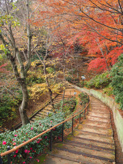 Pathway in Nunobiki Herb Garden,Kobe ,Japan