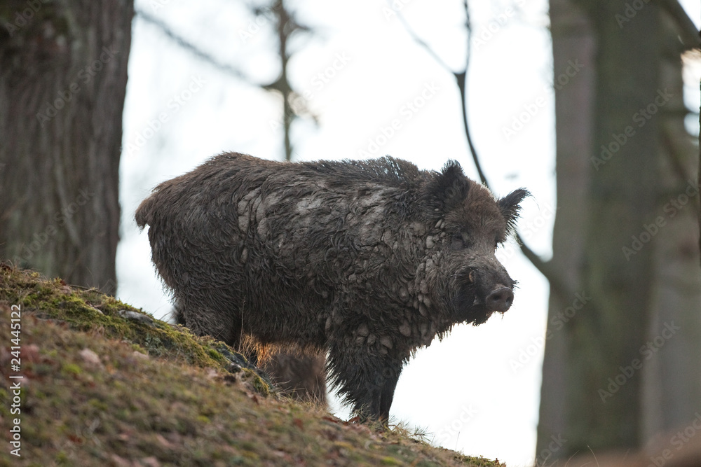 Wall mural wild boar, sus scrofa, czech republic
