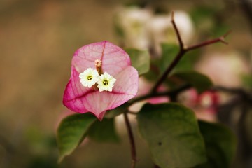 pink flower
