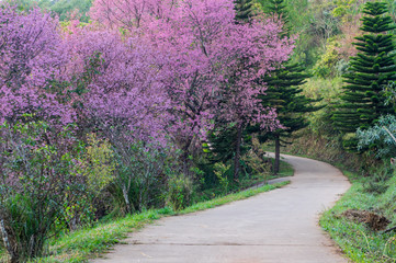 cherry blossoms in full bloom