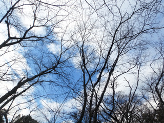 Fototapeta na wymiar 木の枝と空
