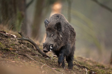 wild boar, sus scrofa, Czech republic