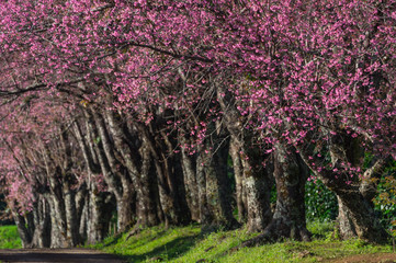 Fototapeta premium cherry blossoms in full bloom