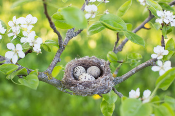 eggs in nest outdoor