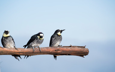 Acorn Woodpecker - Melanerpes formicivorus. Blue sky background