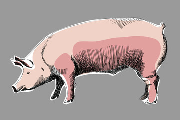 różowa świnka 01 - obrazy, fototapety, plakaty
