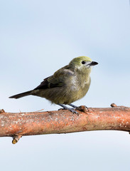 Bird. The tanager or tile of palm trees - Thraupis palmarum.