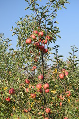 Jabłka odmiana Topaz w ekologicznym sadzie