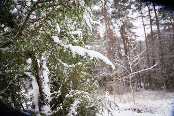 verschneiter Wald