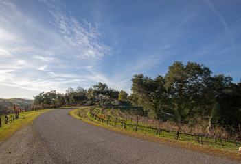 Fototapeta na wymiar Road through California viogner vineyards in the United States