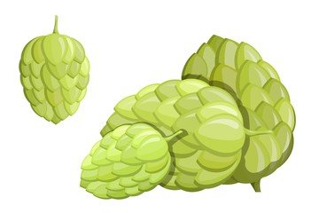 Color image of a green hop flower on a white background. An isolated object of nature, the material for beer and alcoholic beverages. Vector illustration