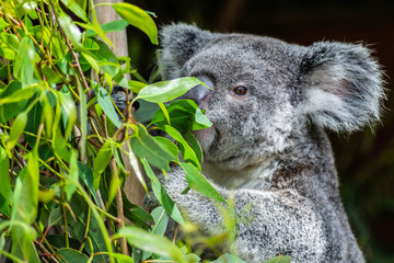 Animal / Wildlife concept. Beautiful close up view of cute liitle koala bear baby on the eukalyptus tree eating leaves. Wildlife animal in nature. Brisbane, Australia
