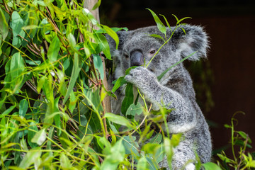 Animal / Wildlife concept. Beautiful close up view of cute liitle koala bear baby on the eukalyptus tree eating leaves. Wildlife animal in nature. Brisbane, Australia © Dajahof