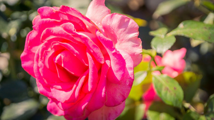Eine wundersch&ouml;ne Pinkrose ist aufgebl&uuml;ht
