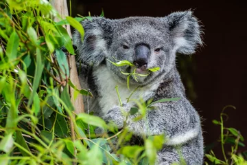 Foto op Aluminium Animal / Wildlife concept. Beautiful close up view of cute liitle koala bear baby on the eukalyptus tree eating leaves. Wildlife animal in nature. Brisbane, Australia © Dajahof