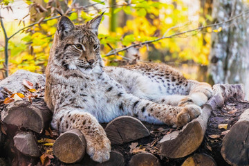 Eurasian lynx (lynx lynx)