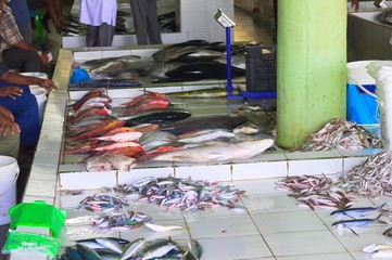 Fish market in Male (Maldives, Asia)