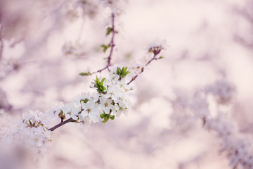 flowering branch in orchard