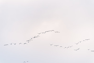 a large flock of birds flying in the sky