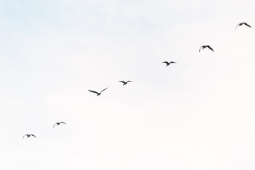 a large flock of birds flying in the sky