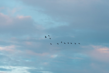 a large flock of birds flying in the sky