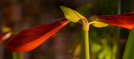 Amaryllisblüte © hannes6380