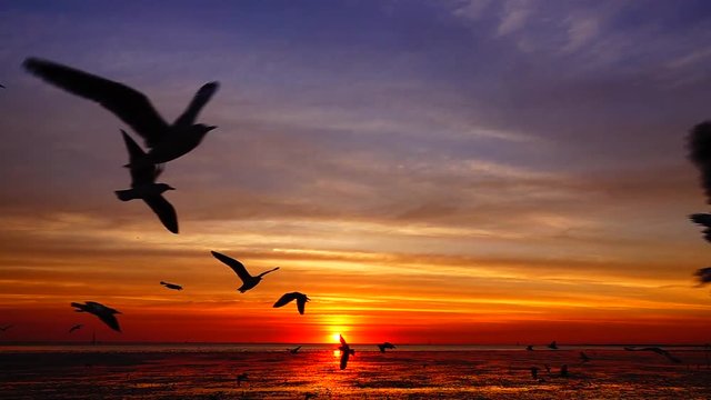 HD 1080p super slow seagulls fly beautiful full sunset sunlight sky beach background travel tourist.