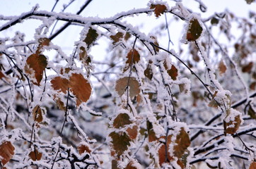 New year. Winter is beautiful. Aspen branches with a border of frozen snow covering all leaves and branches. in the snow.