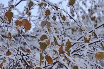 New year. Winter is beautiful. Aspen branches with a border of frozen snow covering all leaves and branches. in the snow.