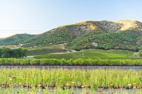 Lush winery and vineyard in Ashland, Oregon. Oregon made wine.