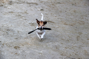 frontansicht eines rennenden dreifarbigen jack russell terriers in meppen emsland deutschland fotografiert während eines spaziergangs in der emsländischen natur