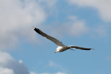 Flying adult common gull (Larus canus) against blue sky with clouds, Belarus