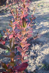 Borówka jesienne krzewy