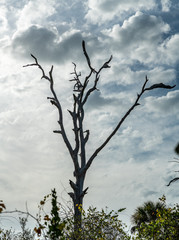 A dead tree against a cloudy sky in a Florida mangrove