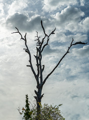 A dead tree against a cloudy sky in a Florida mangrove