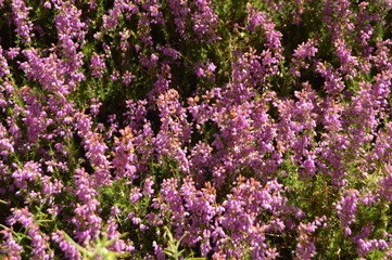 Fototapeta premium Pretty Purple Flowers Bouquets In The Countryside Of Galicia. Nature, Landscapes, Botany, Travel. August 2, 2015. Rebedul, Lugo, Galicia, Spain.