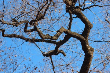 Fototapeta na wymiar 겨울나무