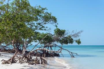 Cayo Jutias - Cuba