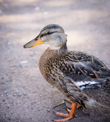 Fototapeta premium Eine kleine Ente