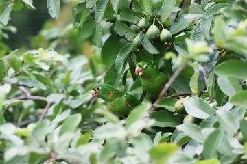 Maritacas na goiabeira