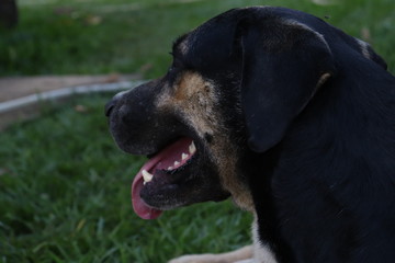 cachorro deitado na grama