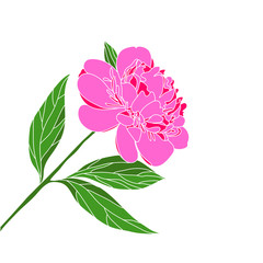 Poppy flower graphic black white isolated sketch illustration vector