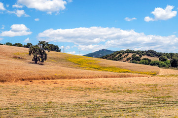 Fields of Andalusia in Spain on a sunny day