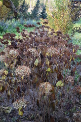 Jesienne hortensje © Anna