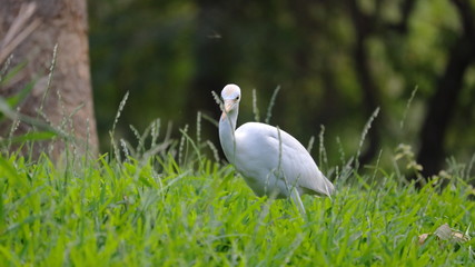 White beautiful bird in forest