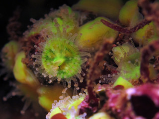 Obraz na płótnie Canvas Colorful reef anemona