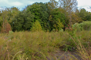 Obraz premium path in forest