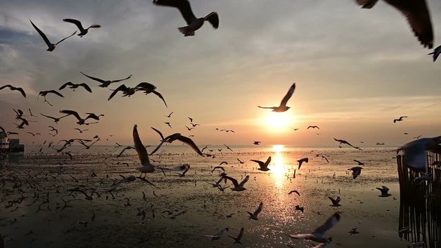 Slow motion of flying silhouetted seagull on the beach