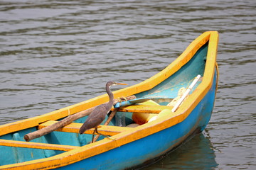 Heron on boat, in calm waters of the sea at Arabian sea India - Image