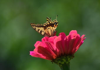 Butterfly on the flower. Papilio machaon, the Old World swallowtail, is a butterfly of the family Papilionidae. The butterfly is also known as the common yellow swallowtail or simply the swallowtail.